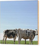 Dairy Cows Grazing Wood Print