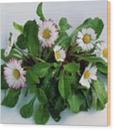Daisy (bellis Perennis) Flowers & Leaves Wood Print