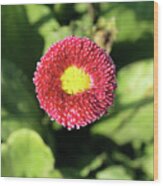 Daisy (bellis Perennis 'medicks Rosa') Wood Print