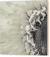 Daisy Dream Wood Print