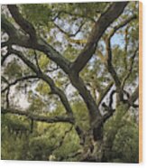 Daley Ranch - Bobcat Trail Giant Oak Wood Print
