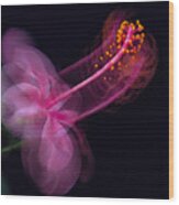 dancing In The Dark (hibiscus Rosa-sinensis) Wood Print
