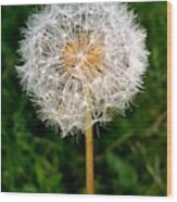 Dandelion 1 Wood Print