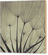 Dandelion Seeds, Close Up Wood Print