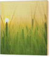 Dawn At The Wheat Field Wood Print