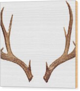 Deer Antlers Wood Print