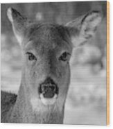 Deer In Black  White Wood Print