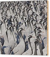 Demoiselle Cranes, Khichan, India Wood Print