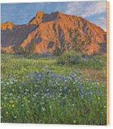 Desert Bluebell And California Desert Dandelion Spring Bloom, Anza-borrego Desert State Park, California Wood Print