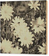 Desert Chicory Coachella Wildlife Preserve In Sepia Wood Print