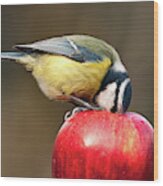 Detailed Blue Tit With Beak Inside A Red Apple Wood Print