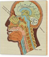 Diagram Of Head And Neck Wood Print