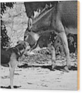 Dog And Burro Show Wood Print