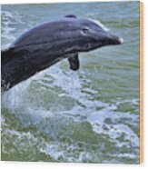 Dolphin Jump Wood Print