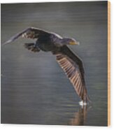 Double-crested Cormorant Wood Print