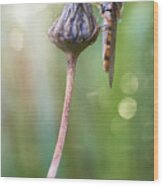 Dragonfly Holding On To A Branch Wood Print