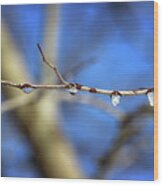 Drops On A Redbud Wood Print