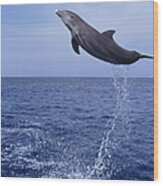 E0485 Bottlenose Dolphin Jumping Wood Print
