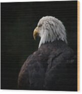 Eagle ... Compassion Wood Print