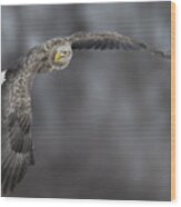 Eagle Wood Print