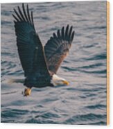 Eagle In Flight Wood Print