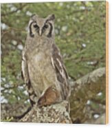 Eagle Owl Wood Print