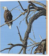 Eagles Squawking At Each Other 7318 Wood Print