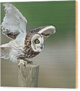Eared Owl Flying Away Wood Print