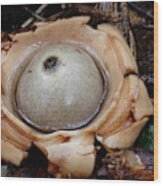 Earthstar Wood Print