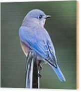 Eastern Bluebird Portrait - Vertical Wood Print