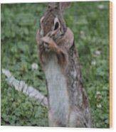 Eastern Cottontail Standing Wood Print