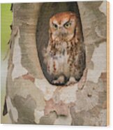Eastern Screech Owl In Sycamore Bi10140 Wood Print