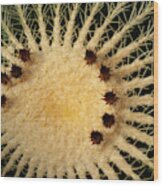Echinocactus Grusonii. Cacti Geometry Wood Print