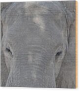 Elephant Closeup Wood Print