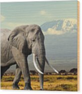 Elephant On Kilimajaro Mount Background Wood Print