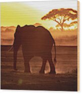 Elephant Walking Through Amboseli At Sunset Wood Print