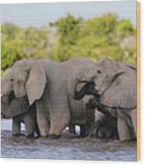 Elephants At Etoshe Waterhole Wood Print