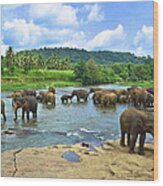 Elephants Bathing In River Wood Print