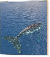 Elevated View Of Humpback Whale In Sea Wood Print