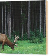 Elk Bull Cervus Elaphus In Forest Wood Print