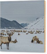 Elk In Jackson Hole, Wyoming Wood Print