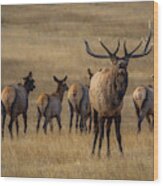 Elk Rut In Full Swing Wood Print