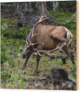 Elk With A Scratch Wood Print