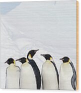 Emperor Penguins And Icebergs, Weddell Wood Print