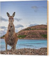 Esperance Kangaroo Wood Print