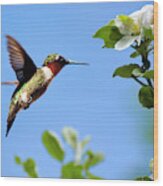 Eternal Hummingbird Wood Print