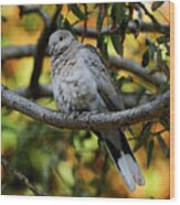 Eurasian Collared Dove Wood Print