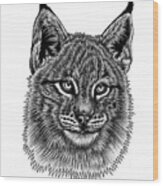Eurasian Lynx Kitten Wood Print