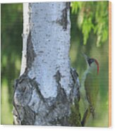 European Green Woodpecker Wood Print