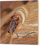 European Hornet Wood Print